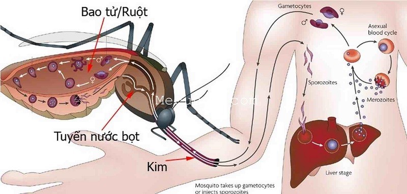 benh-sot-xuat-huyet