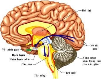 Chụp cộng hưởng từ (MRI) sọ não