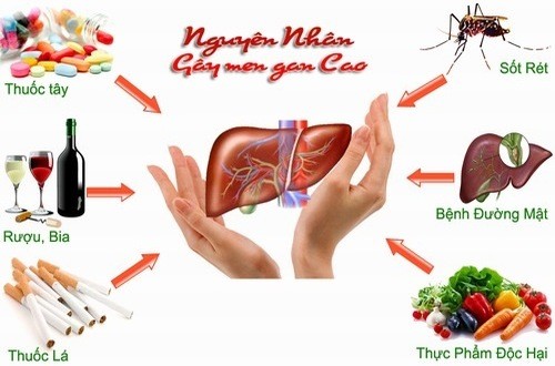 Men gan cao có nguy hiểm không? 1 men gan cao co nguy hiem khong 1