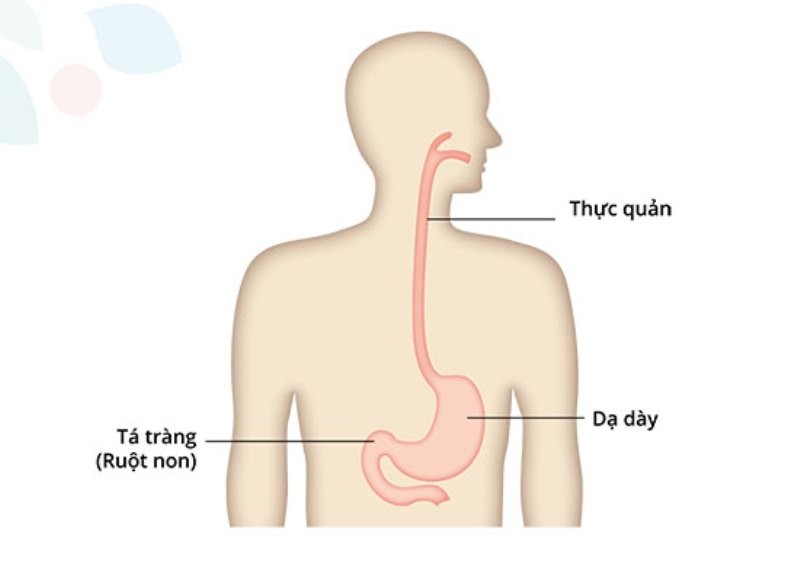 Khi nào cần nội soi dạ dày?