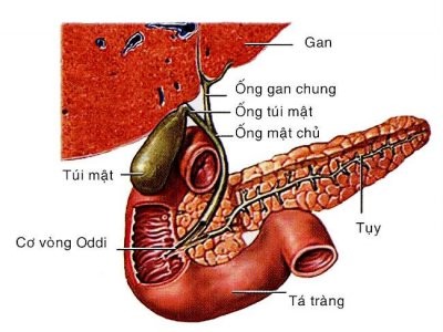 cach phong ngua soi tui mat