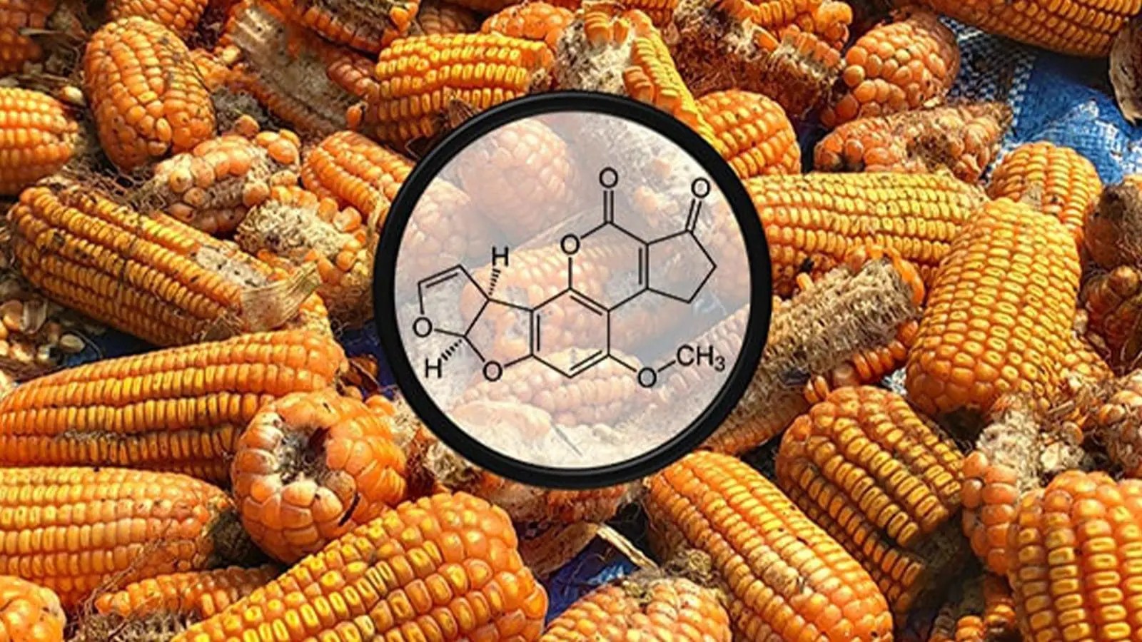 Chất Aflatoxin có trong ngô ẩm mốc là độc tố gây ung thư 