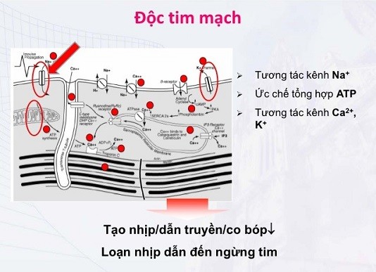 Hướng dẫn điều trị ngộ độc thuốc tê