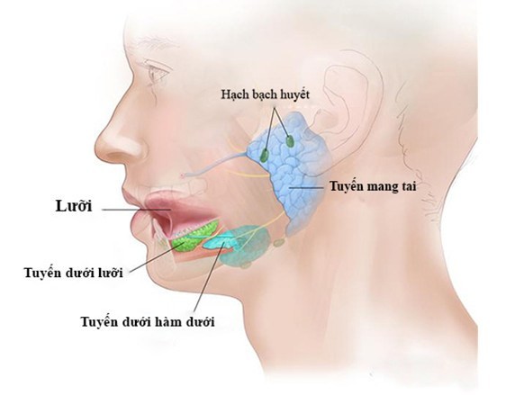 Nguyên nhân và cách phòng ngừa bệnh quai bị